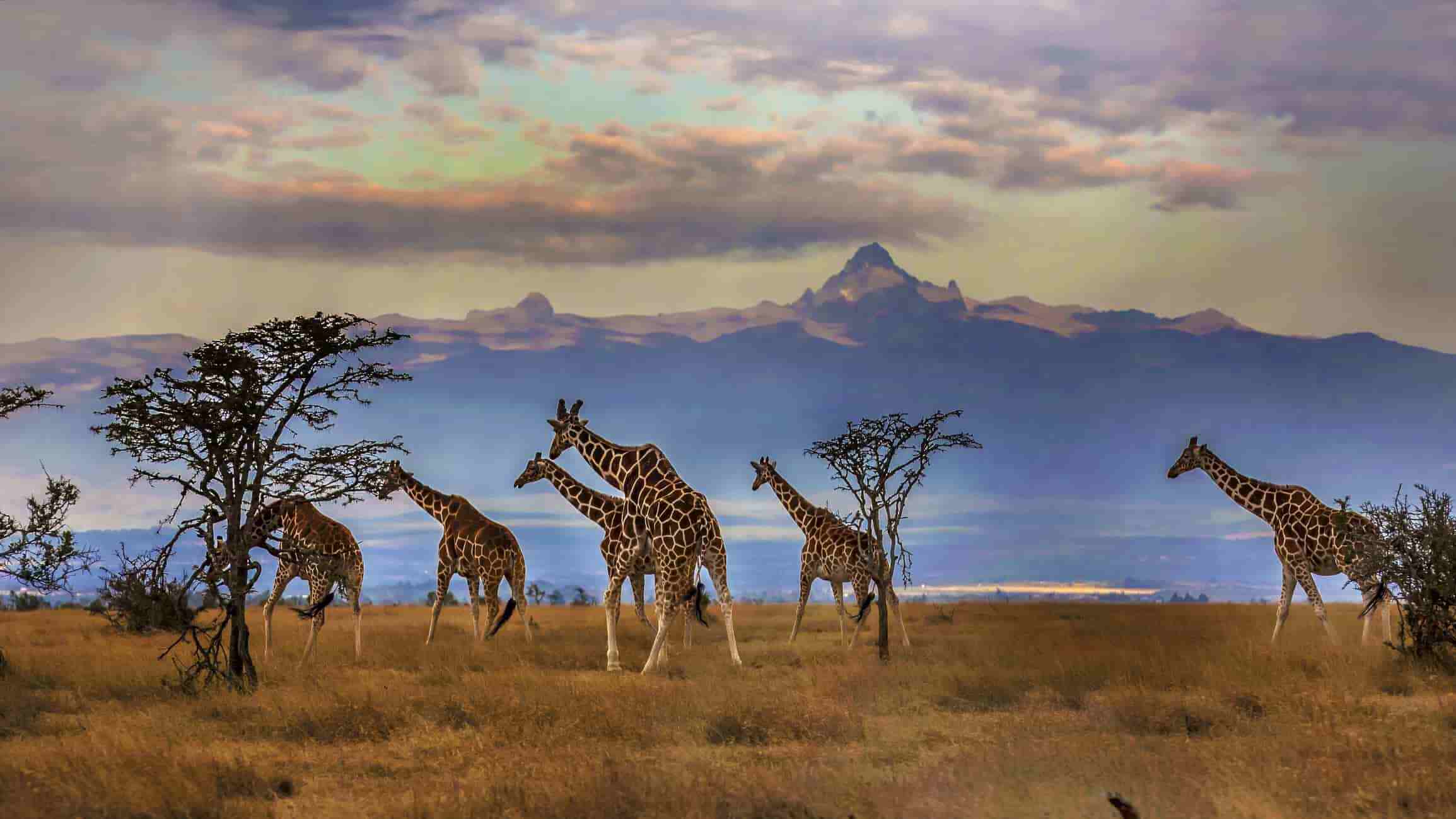 A herd of giraffes, including Northern giraffes, Reticulated giraffes, West African giraffes, and Nubian giraffes, standing in a field.
