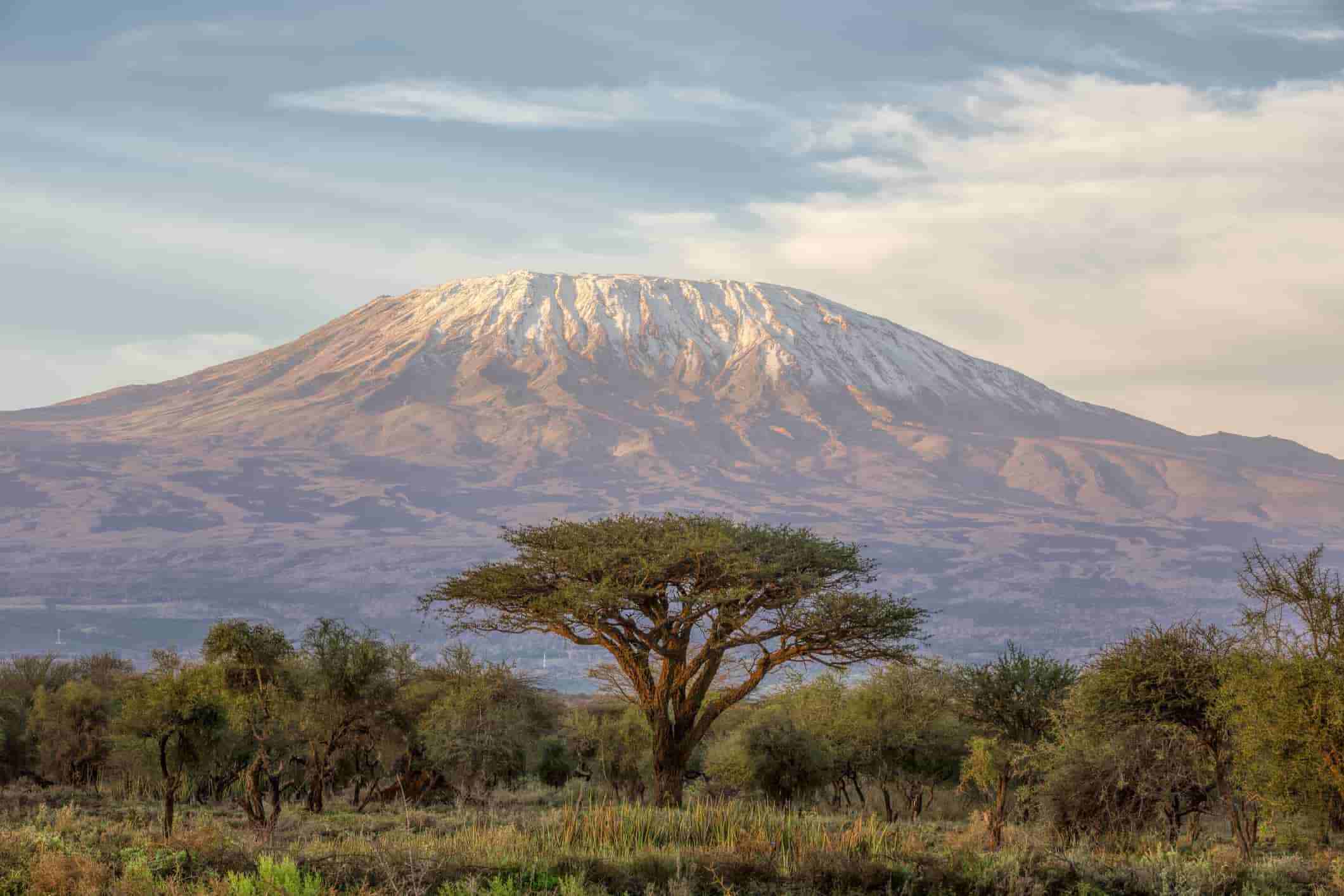 A large tree with a thick trunk and green leaves stands in front of a snow-capped mountain Kilimanjaro