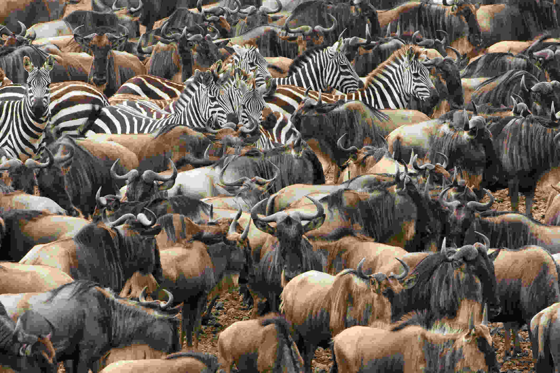 A large herd of zebras and wildebeests gathered together on the African savanna.