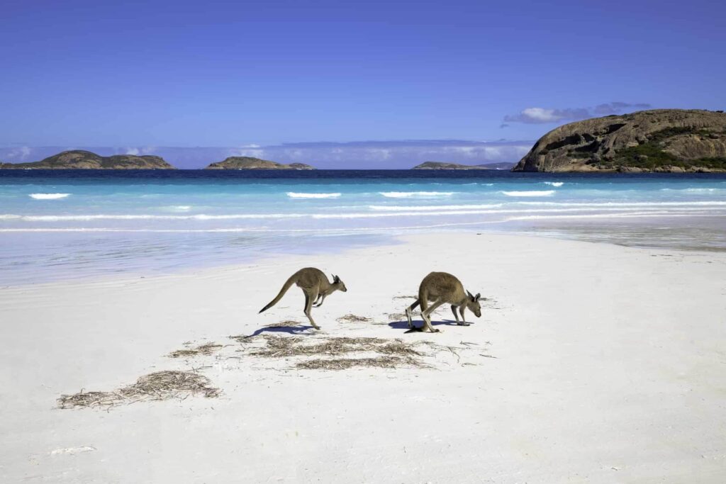 A scenic beach featuring two kangaroos on white sand, surrounded by calm turquoise waters and rugged landscapes.